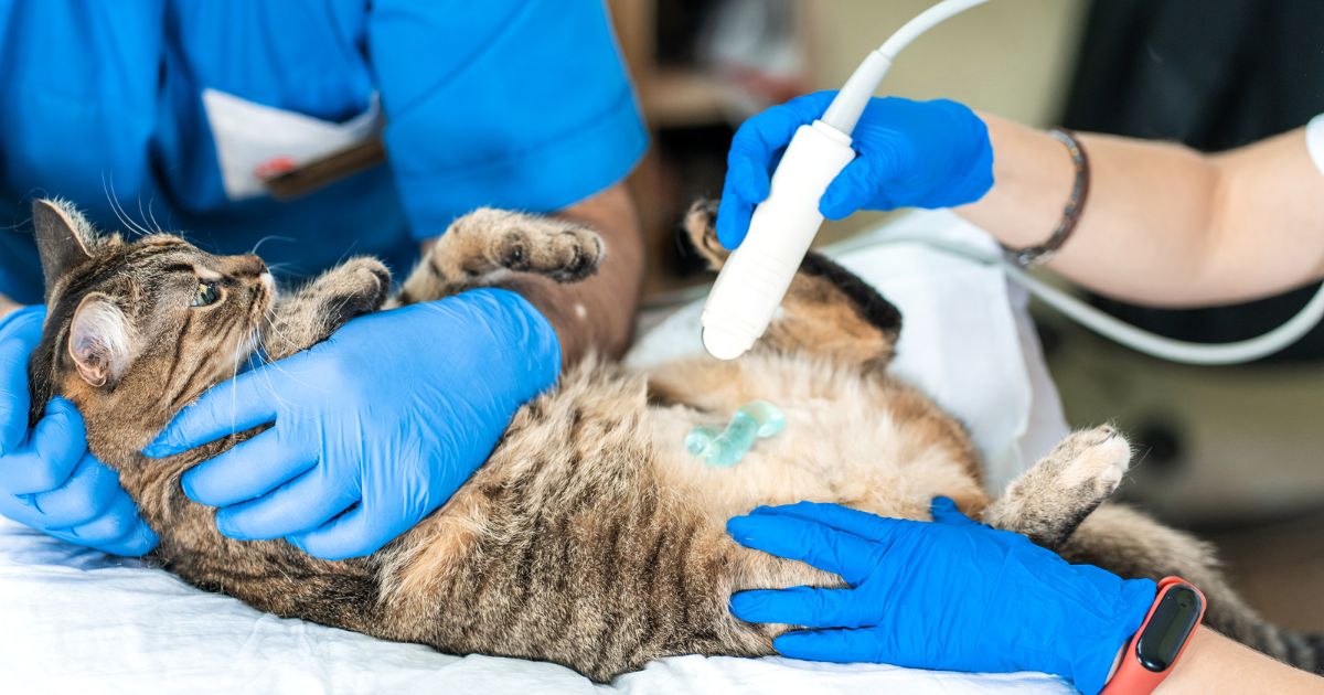Pancreatitis in cats - Manorswood Veterinary Clinic